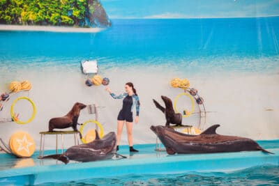 Dolphins Bay Phuket – Swimming With Dolphin Ticket (Thai Residents)